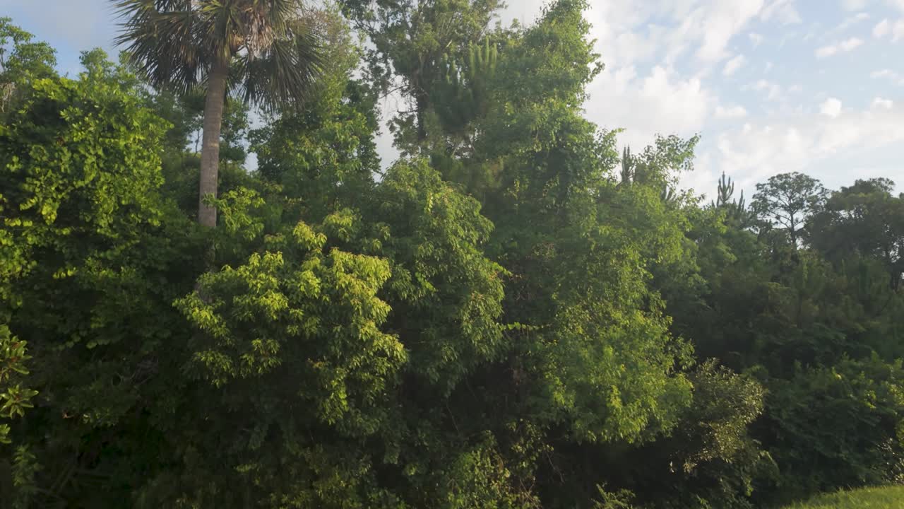 Walking along a street and turning upward into vibrant tropical foliage, with palm trees and bright natural light. Ideal for travel or environmental themes.