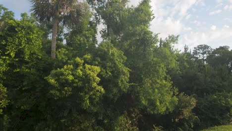 walking along a street and turning upward into vibrant tropical foliage, with palm trees and bright natural light. ideal for travel or environmental themes.