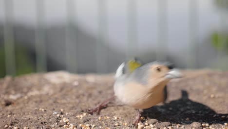 a beautiful brown and white winged finches bird perched on the ground by metal grills then flying away - slow motion