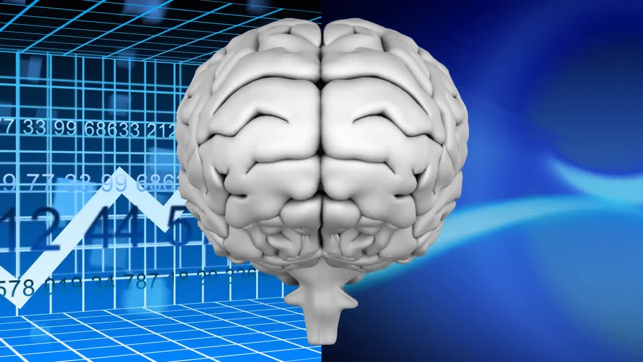 cerebro blanco dividido en dos partes