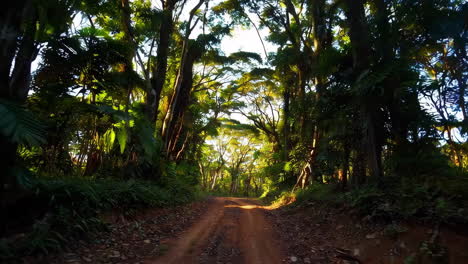el camino de la jungla.