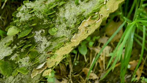 fungi growing on a log in the forest