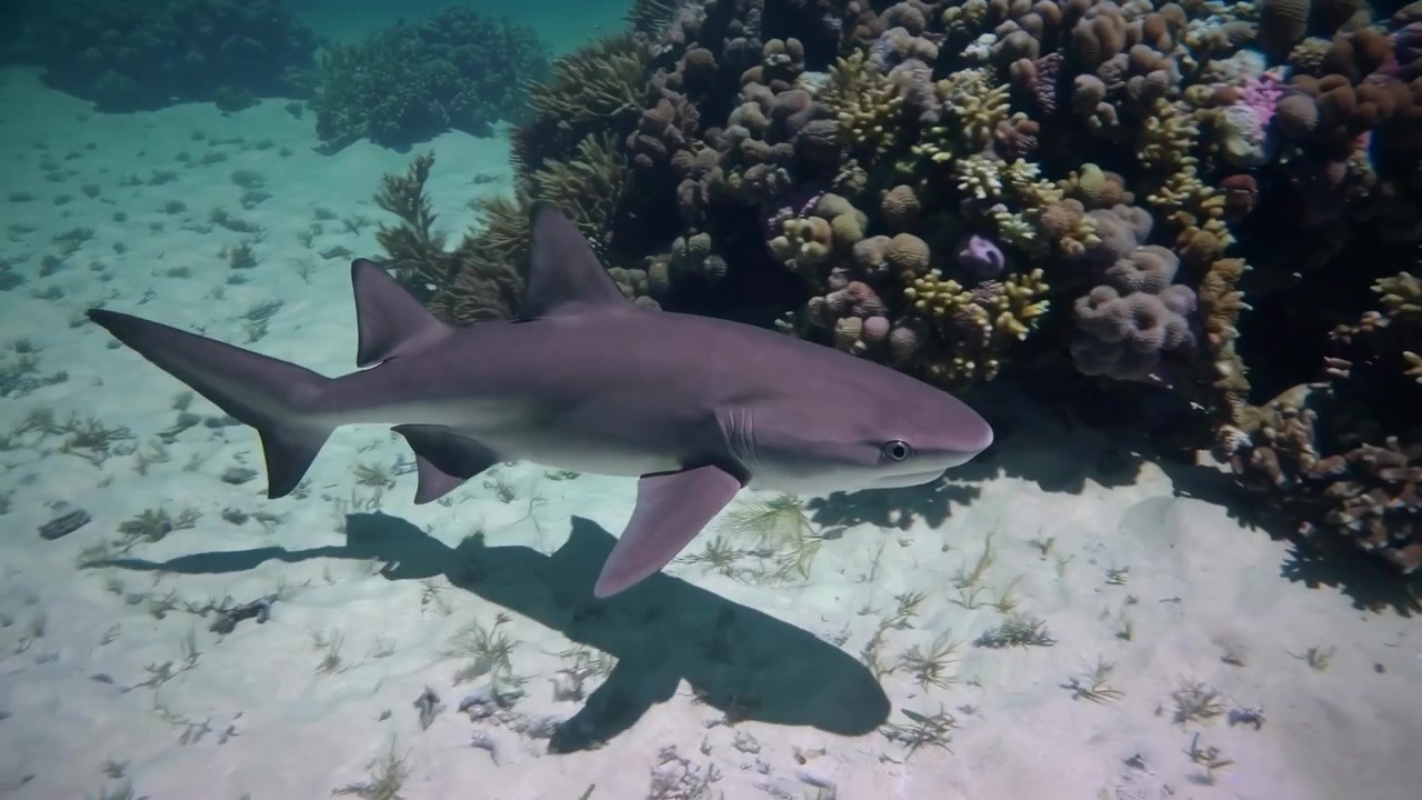 Tubarão Nadando ao Longo de Recife de Coral no Fundo Arenoso do Oceano