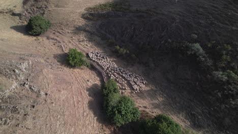 drone tracking high a flock of white sheep during daytime transhumance in the countryside