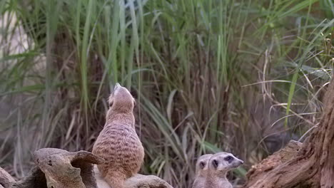 one meerkat standing on his toes on a tree trunk on the ground and trying to look over the grass - slow motion