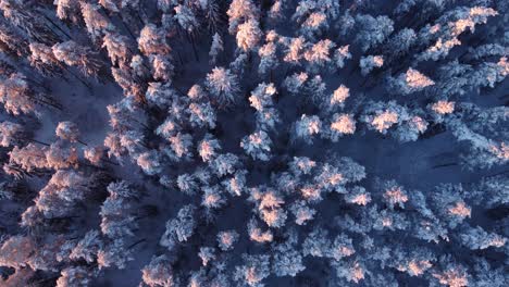 Boreale-Saisonale-Wälder,-Die-Im-Frühen-Morgenlicht-Mit-Frost-Bedeckt-Sind