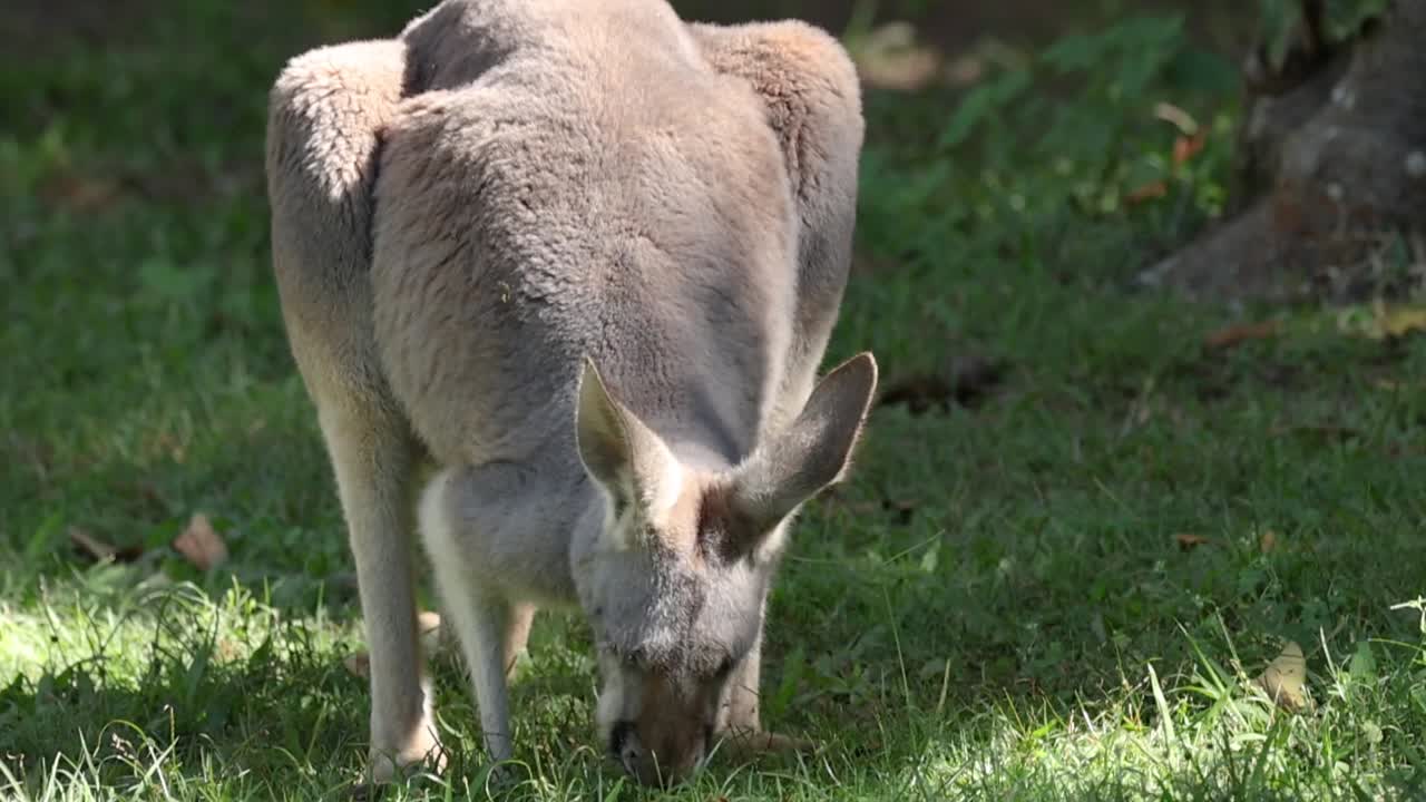 Un canguro viene ripreso in un primo piano medio mentre pascola su erba verde