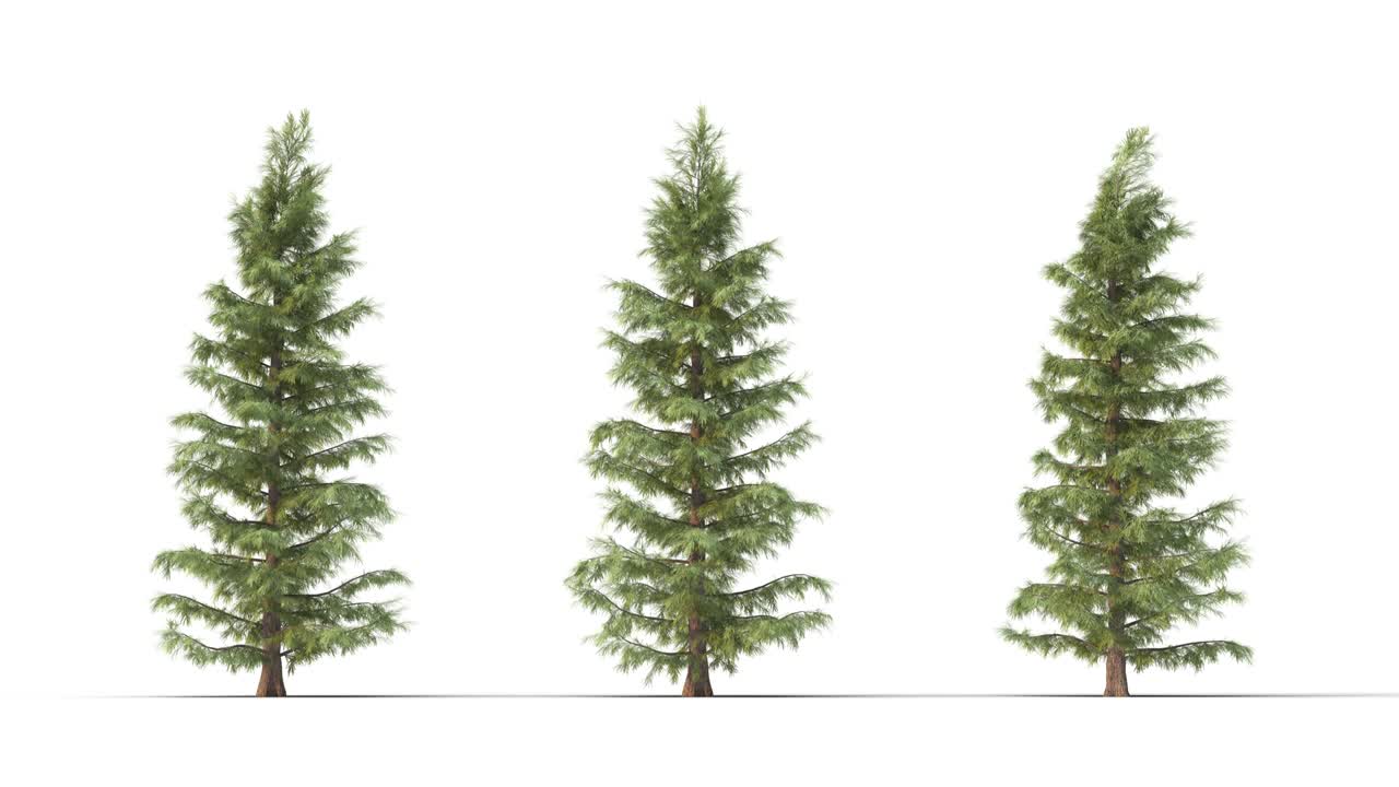 Albero su sfondo bianco con canale alfa opaco