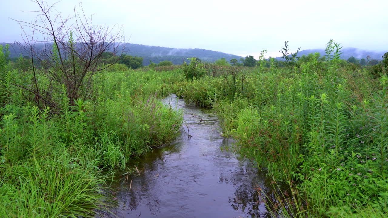 A small stream flowing in the wilderness in the bulrushes
