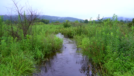 Ein-Kleiner-Bach,-Der-In-Der-Wildnis-In-Den-Binsen-Fließt