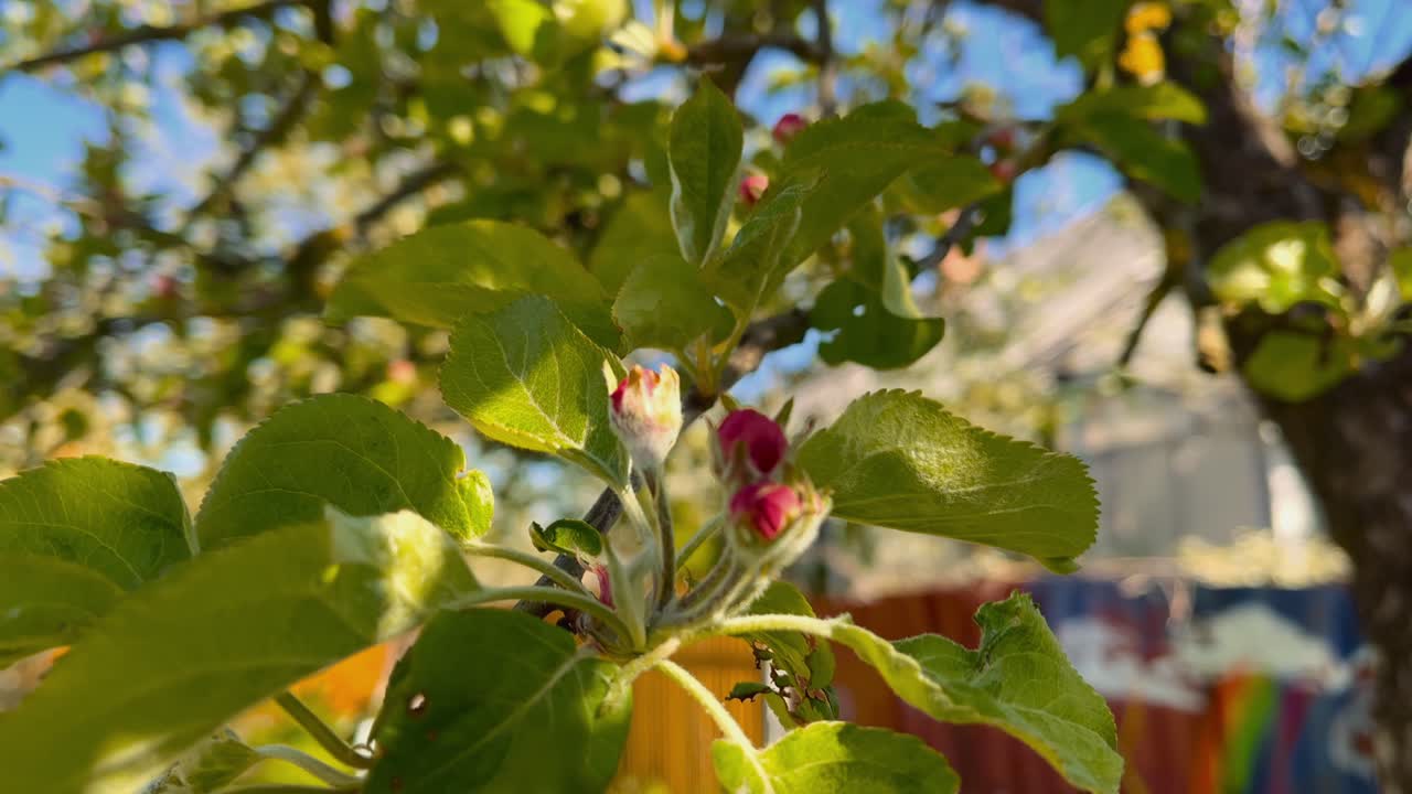 Primo piano di tardivi fiori rosa di melo al sole in primavera