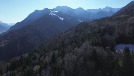 Aerial-view-of-pine-forest-with-snowy-mountains-in-background-on-a-sunny-day-with-no-clouds