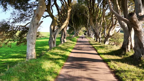 person walks by the beautiful avenue between the beech trees. woman walking a dog approaches drone.