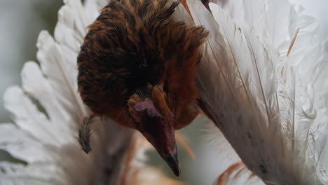 Slow-motion-of-hanging-real-chicken-head-part-of-decoration-in-bulgarian-kuker-mask