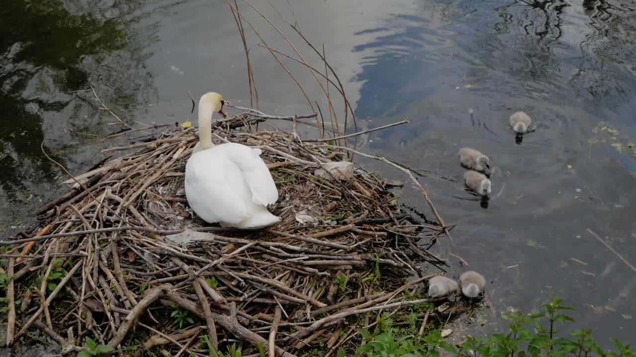 White swan mother protecting baby cygnet birds sitting on lakeside nest