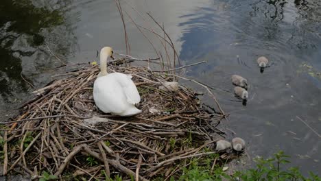 madre cisne blanco protegiendo a los pájaros cygnet sentados en el nido junto al lago