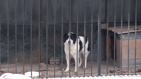 dog in a cage