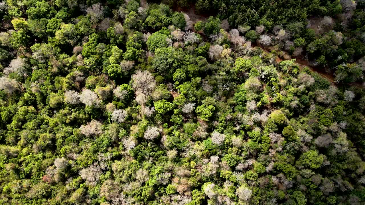 visión del avión no tripulado- áfrica bosque- áfrica incendio de matorrales