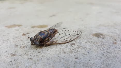 mosca muerta siendo comida y movida por hormigas en un suelo de hormigón gris
