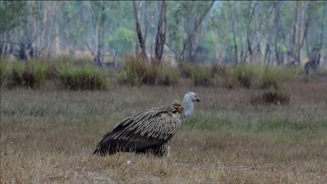 the himalayan griffon vulture is near threatened due to toxic food source and habitat loss