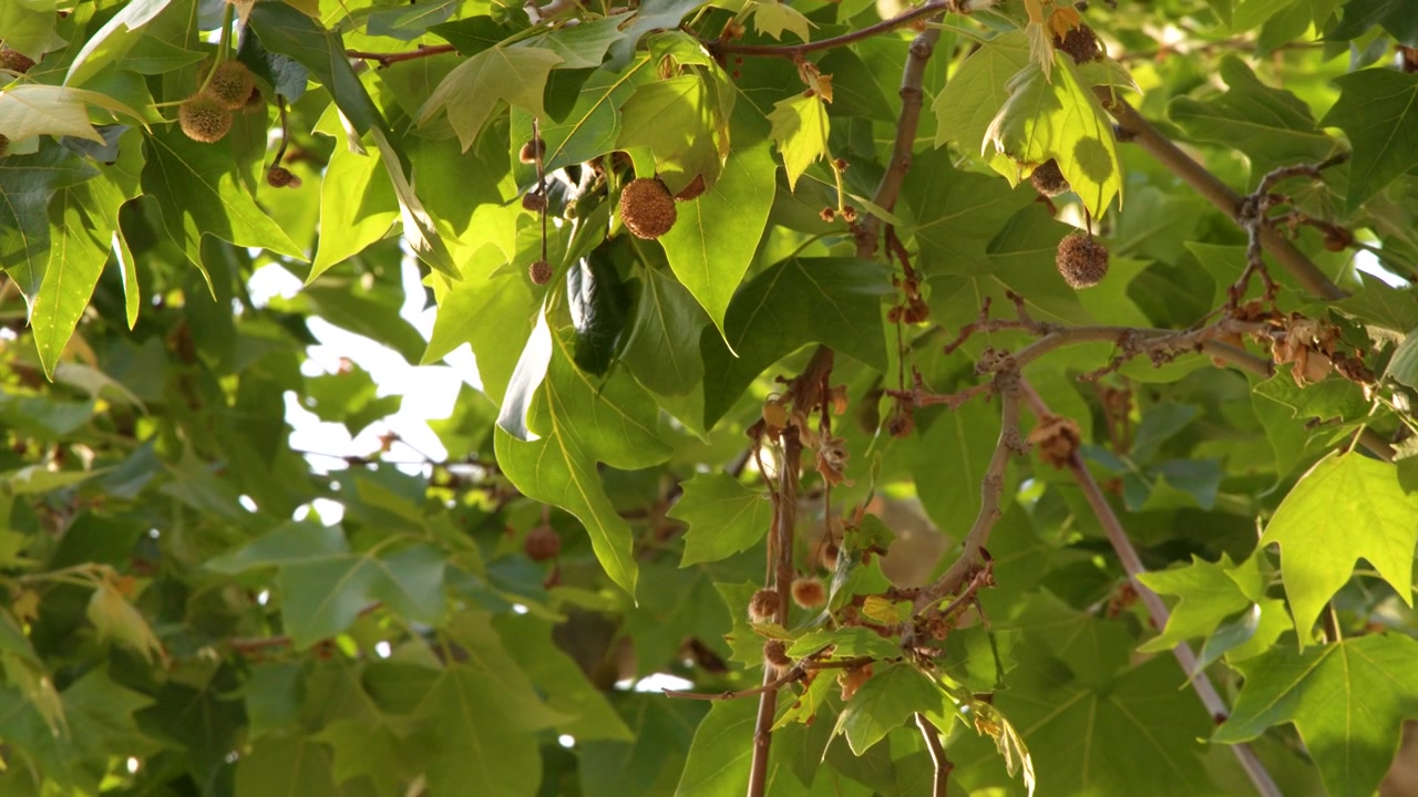 Close-up da folhagem vibrante de sicômoro balançando suavemente sob a luz solar intensa do verão, ao ar livre