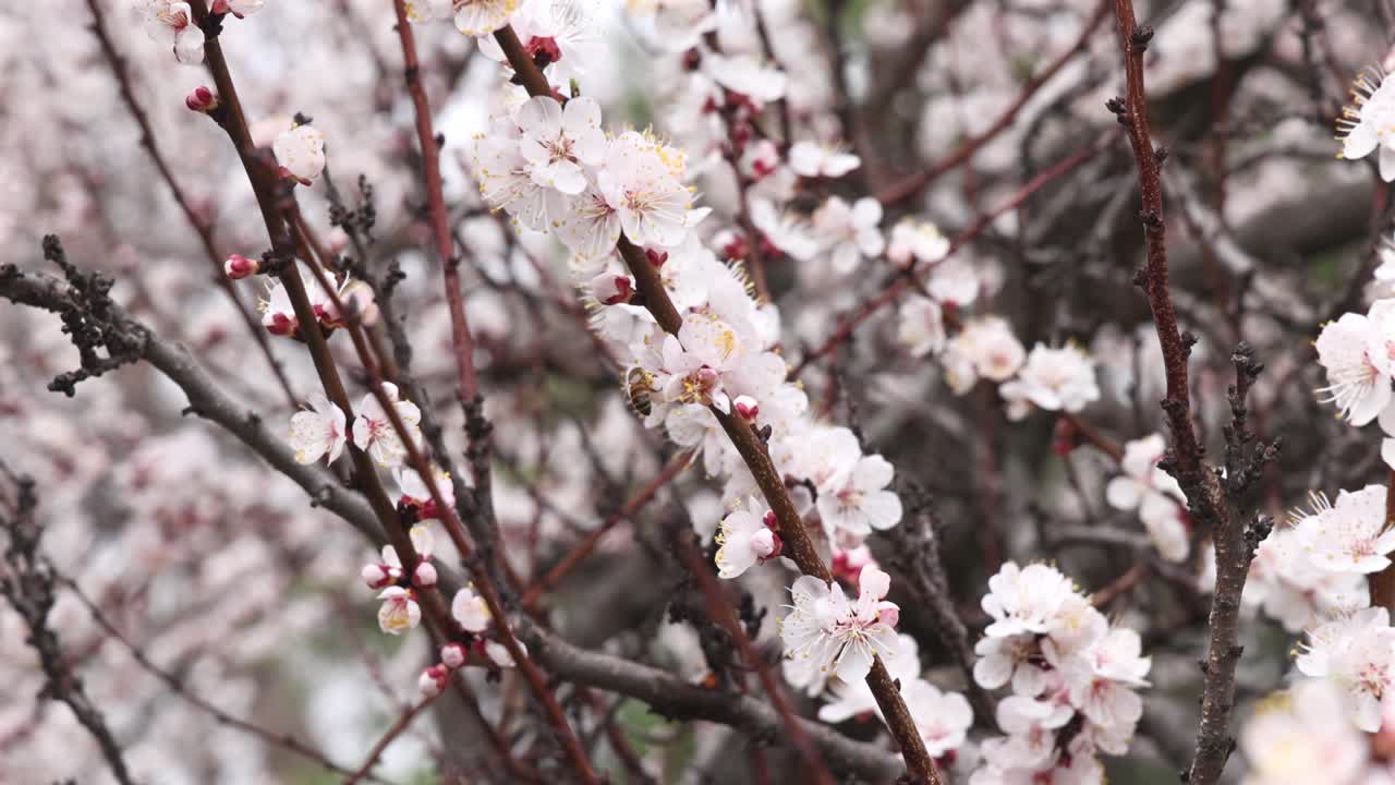 Primo piano di un'ape che impollina i fiori su un albero da frutto.