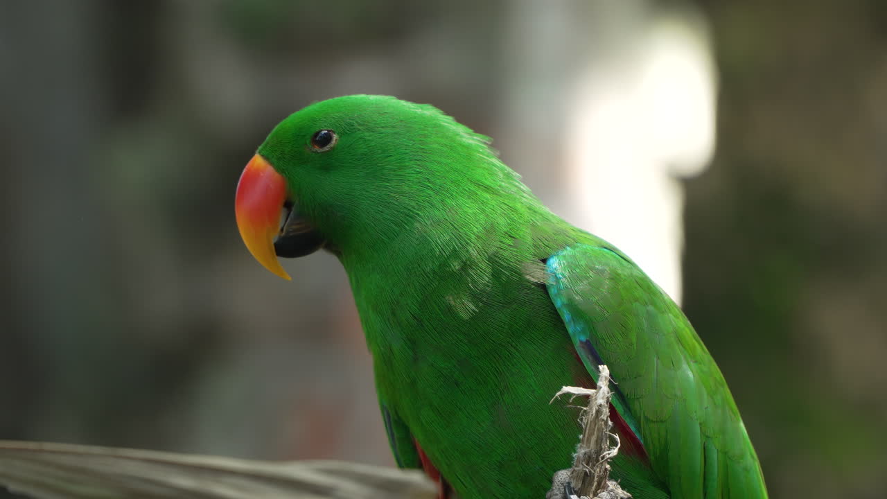 Male Moluccan eclectus (Eclectus roratus) parrot bird grooming Perched on branch, scratches head with leg claws in slow motion. Wild Bali