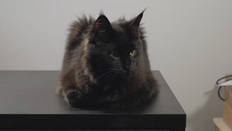 Schwarze-Maine-Coon-Katze,-Die-Auf-Einem-Tisch-Herumlungert-Und-Sich-Umschaut