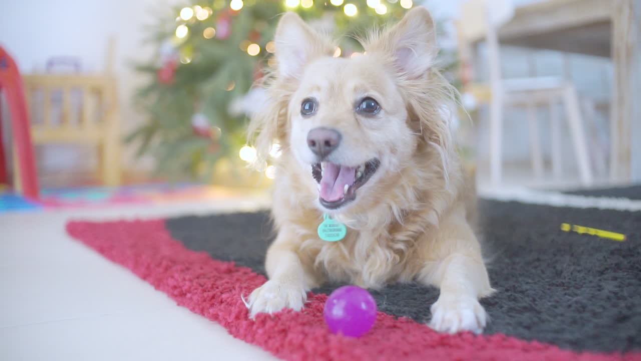 un perro jugando con una pelota frente a un árbol de navidad