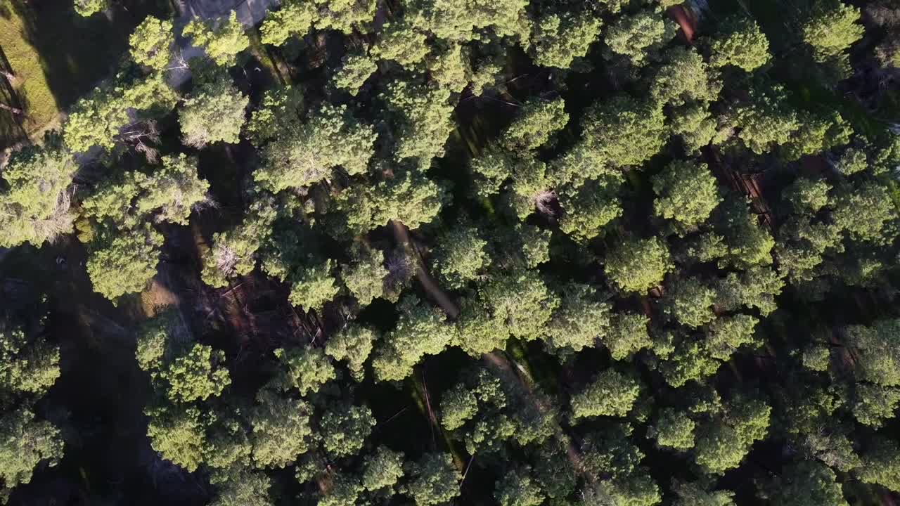 360 plantaciones de bosque de pinos aéreos giratorios en gnangara, perth, australia occidental