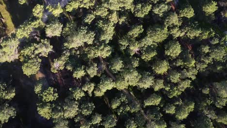 360-rotating-Aerial-Pine-Tree-Forest-Plantation-in-Gnangara,-Perth,-Western-Australia