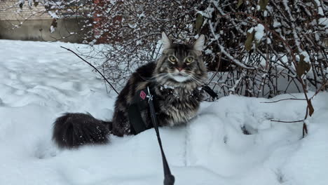 domestic cat with leash enjoys white snow outdoors, close up