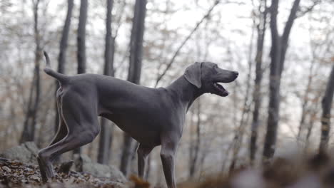 Tough-playful-weimaraner-dog-jumping-around-in-slow-motion