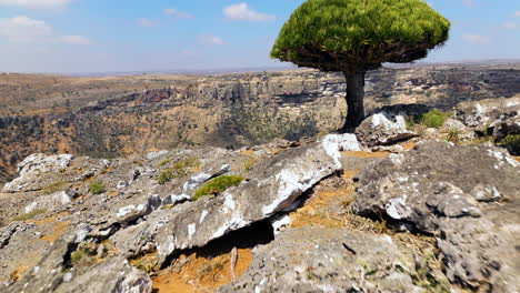 socotra dragon trees at firhmin forest on dixam plateau, socotra,, yemen