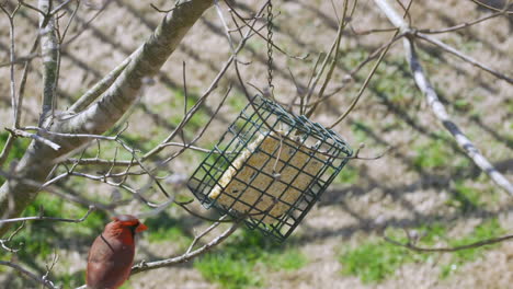 male northern cardinal checking out a suet bird-feeder during later-winter in south carolina