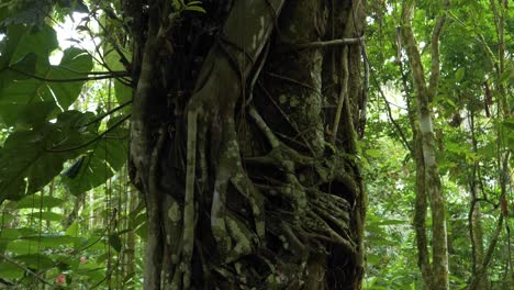 La-Estrategia-De-La-Naturaleza:-Observe-Cómo-El-árbol-Mata-Palo-Conquista-Lentamente-A-Su-Anfitrión,-Prosperando-En-La-Sombra.