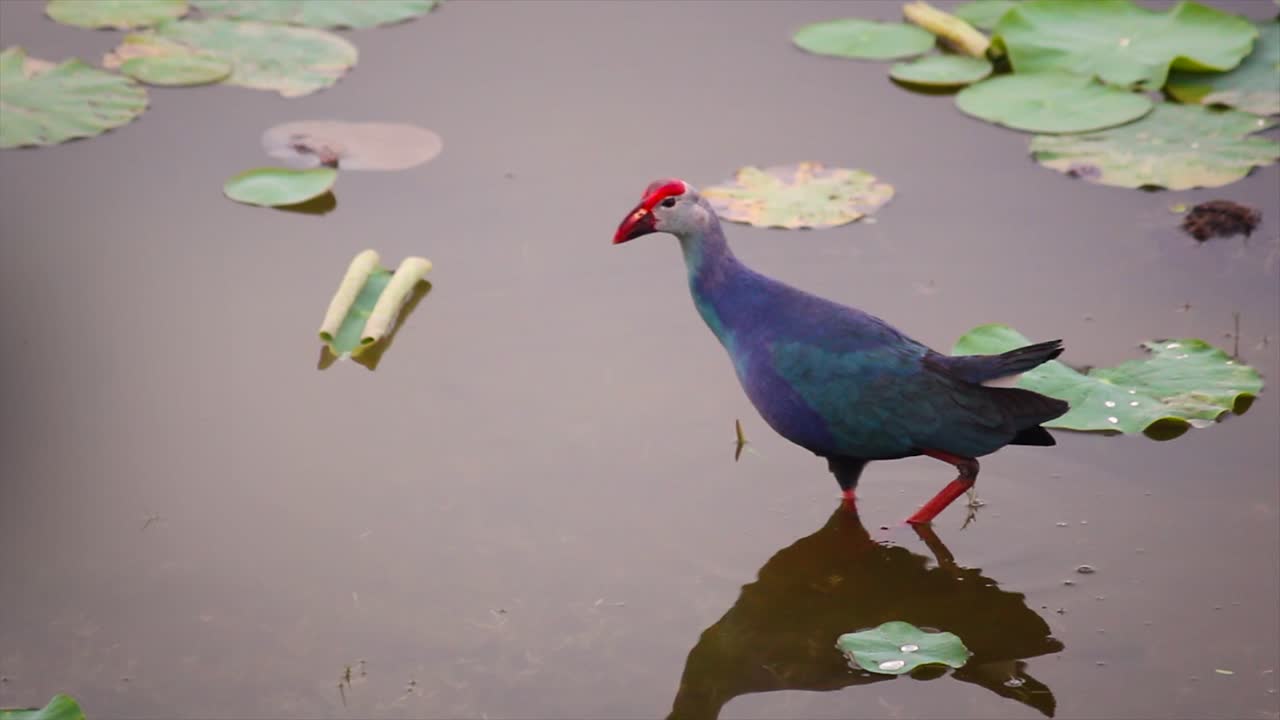 Purple bird with red beak walking slowly in pond filled with lotus leaves. Peaceful, colorful wildlife scene. Ideal for nature, documentary or relaxation videos.