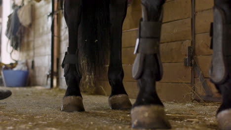 young jockey preparing black horse inside the stable for riding