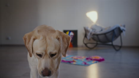 un cachorro de labrador recoge su juguete y luego camina hacia la cámara, dejándolo caer para invitar a su dueño a jugar con ella.