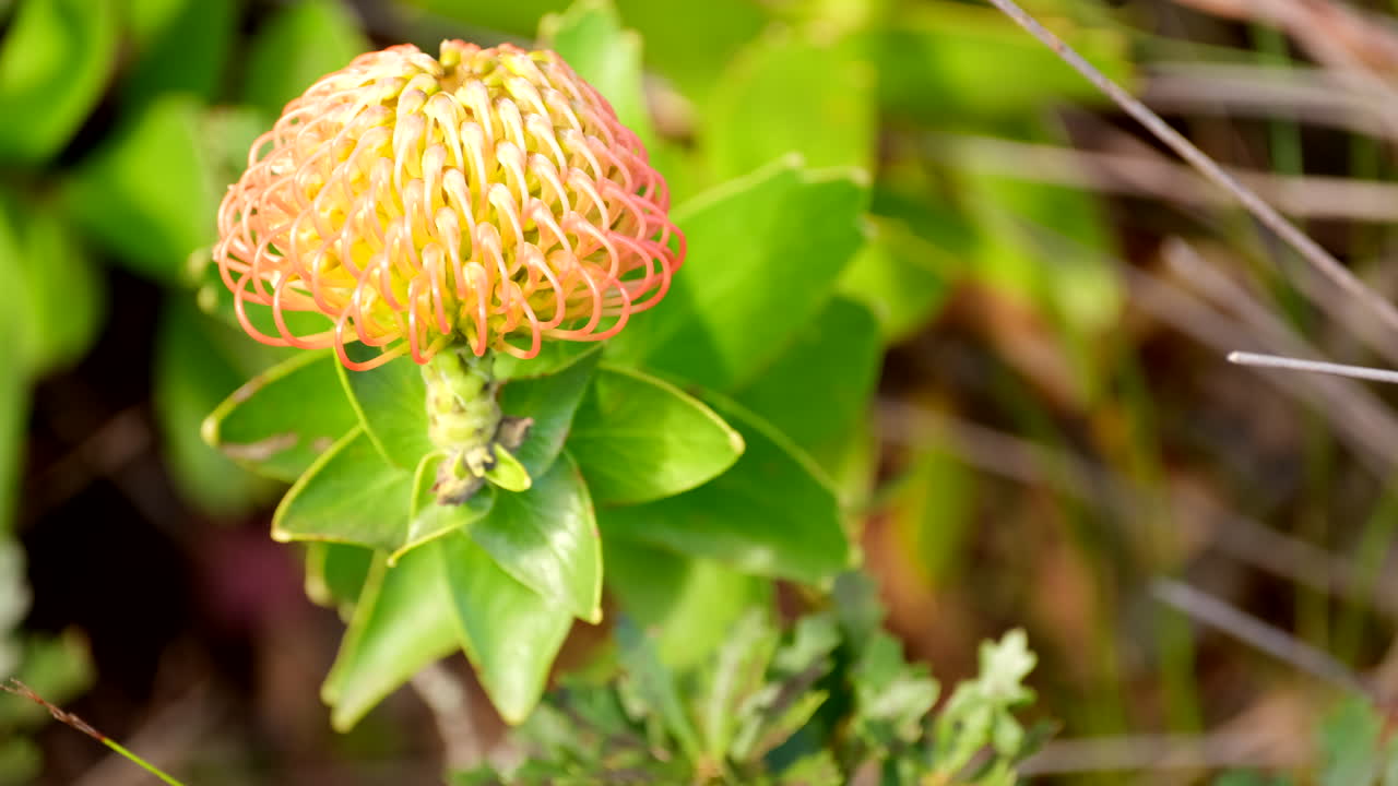 Close-up view of dome shaped Leucospermum cordifolium pincushion in fynbos