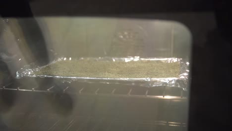 finely ground marijuana on a baking sheet in the oven for decarboxylation and cooking into thc cbd infused oil for edibles or medical cream.