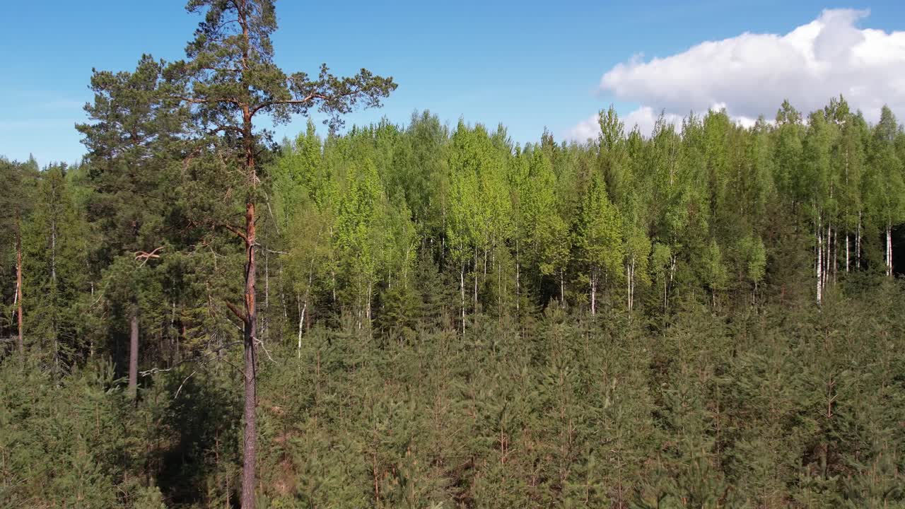 A forest landscape with trees and a clear sky.