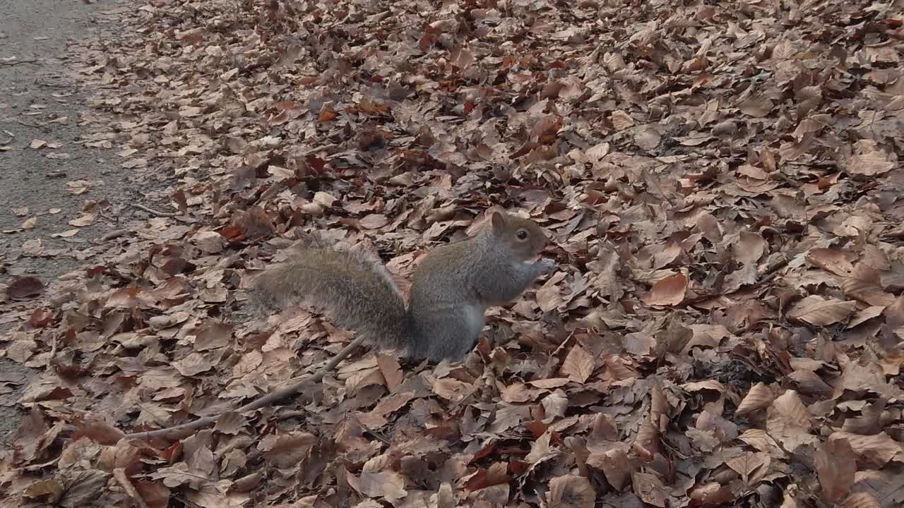 curiosas ardillas del bosque forrajeando y comiendo nueces en el follaje del parque forestal de otoño