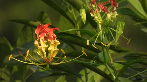 El-Bonito-Y-Venenoso-Lirio-De-Fuego