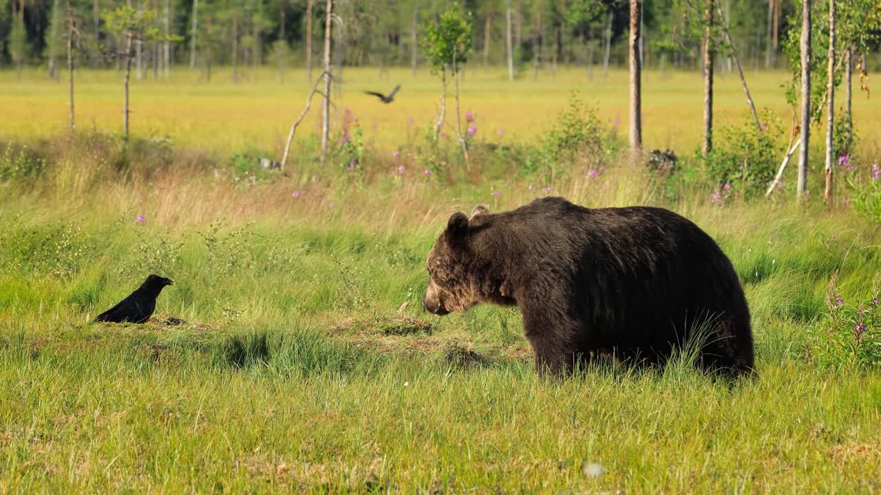 Brown bear (Ursus arctos) in wild nature is a bear that is found across much of northern Eurasia and North America. In North America, the populations of brown bears are often called grizzly bears.