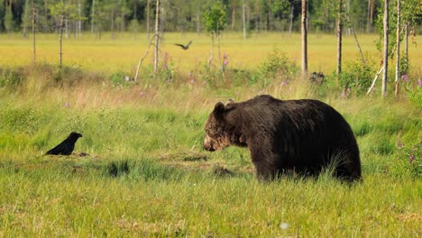 brown bear (ursus arctos) in wild nature is a bear that is found across much of northern eurasia and north america. in north america, the populations of brown bears are often called grizzly bears.