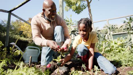 Senior-african-american-grandfather-and-grandson-picking-vegetables-in-sunny-garden,-slow-motion