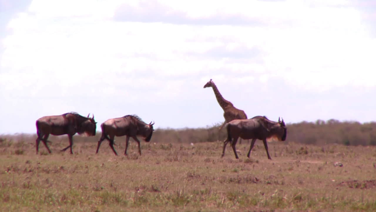 una jirafa cruza una sabana dorada en áfrica con ñus en primer plano
