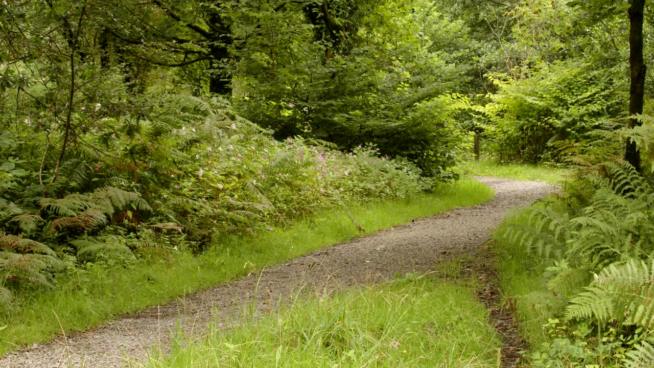 sendero forestal por el río afan en el valle de afan