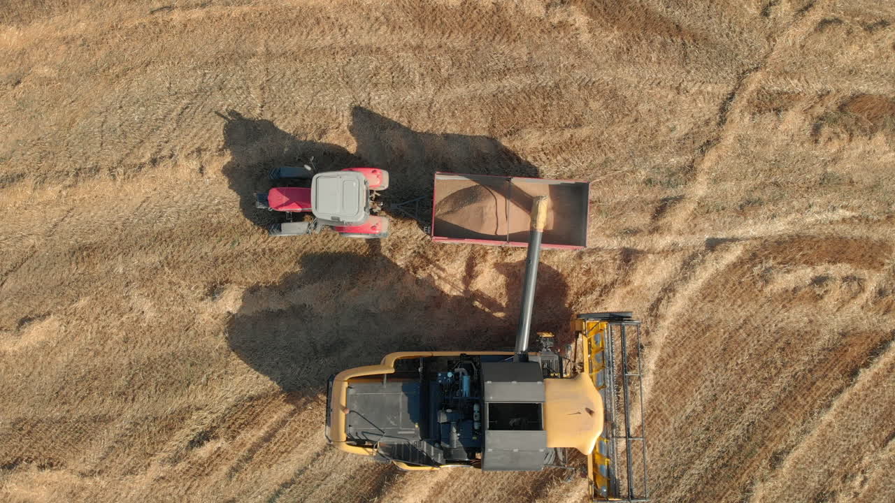 toma de drones con vista superior de los campos de trigo y carga al vaciar los cultivos de grano cosechados en el tractor usando la cosechadora